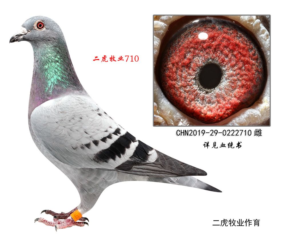 信鸽在线拍卖平台 - 中国信鸽信息网