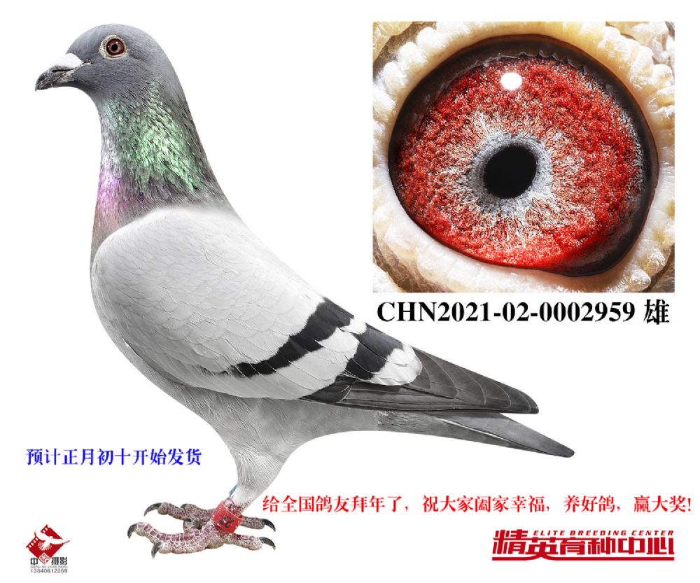 信鸽在线拍卖平台 - 中国信鸽信息网