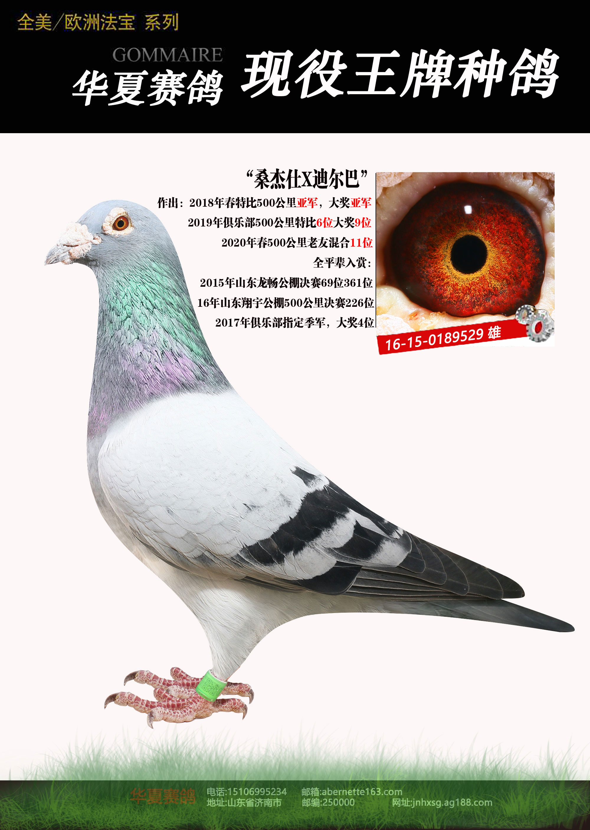 信鸽在线拍卖平台