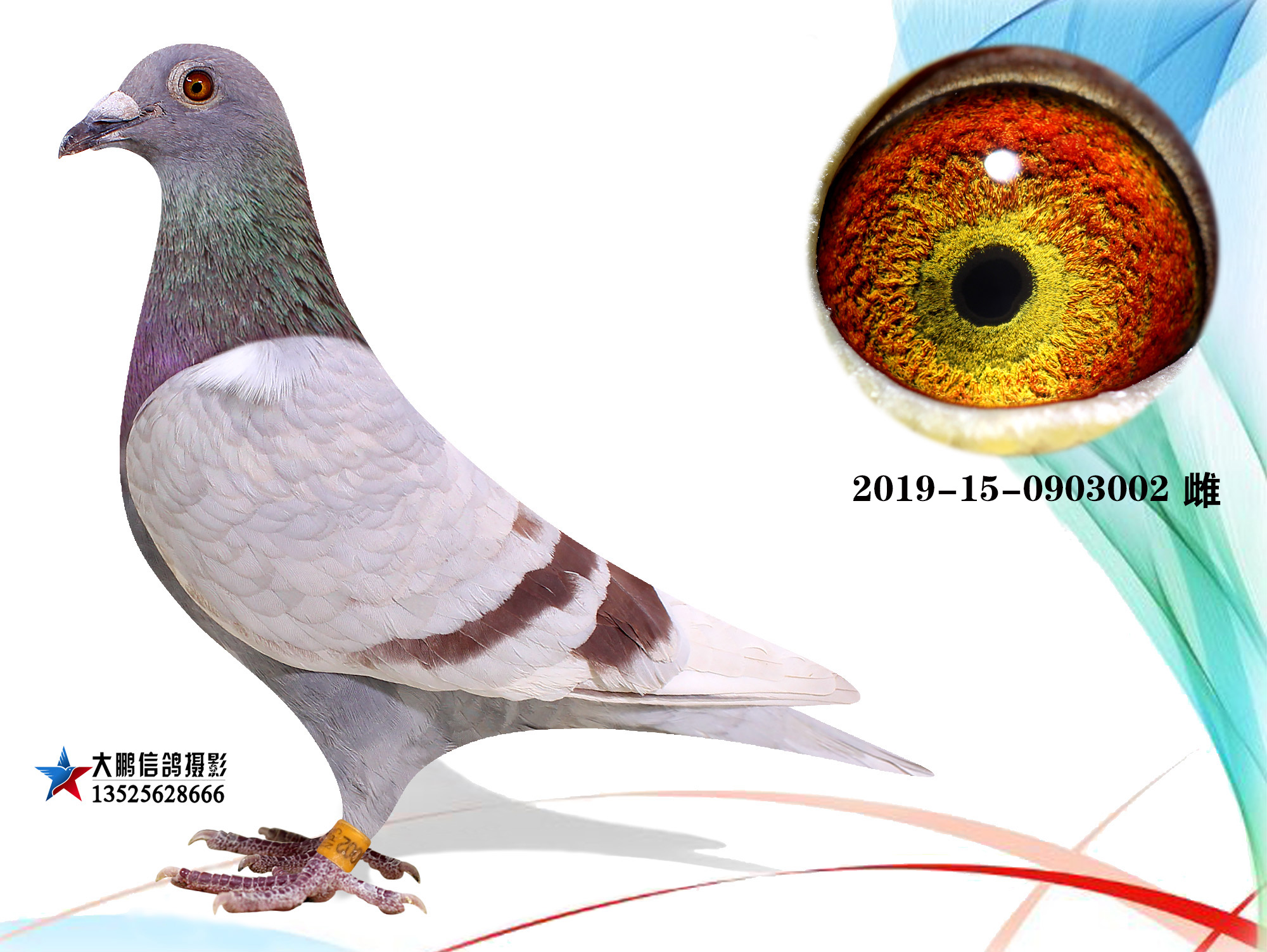 信鸽在线拍卖平台 - 中国信鸽信息网