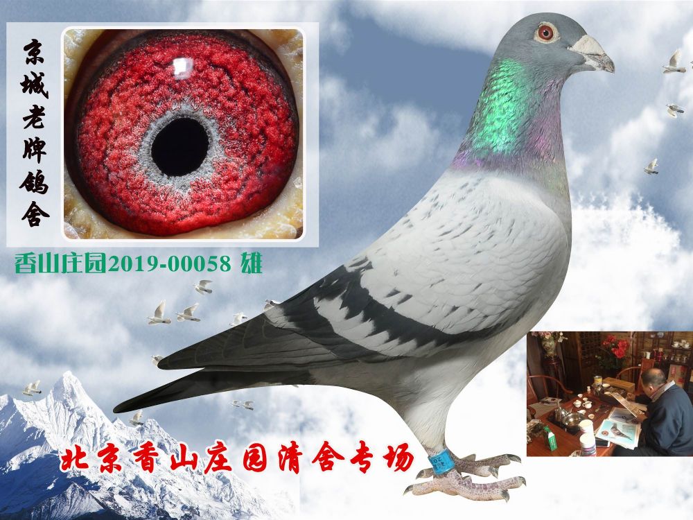 信鸽在线拍卖平台 - 中国信鸽信息网