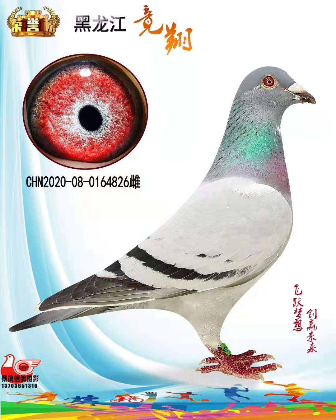 信鸽在线拍卖平台 - 中国信鸽信息网