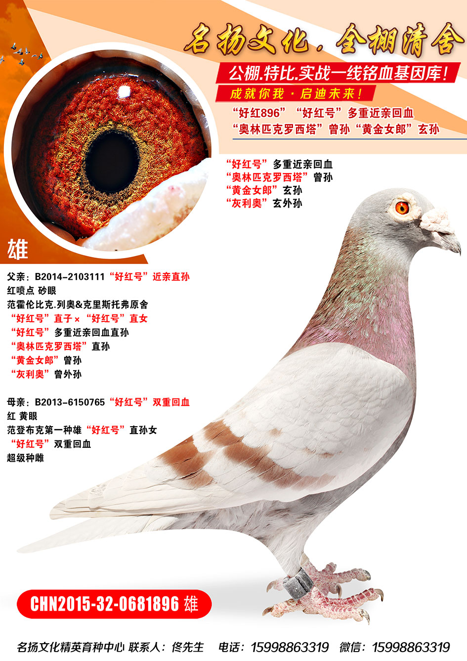 信鸽在线拍卖平台 - 中国信鸽信息网