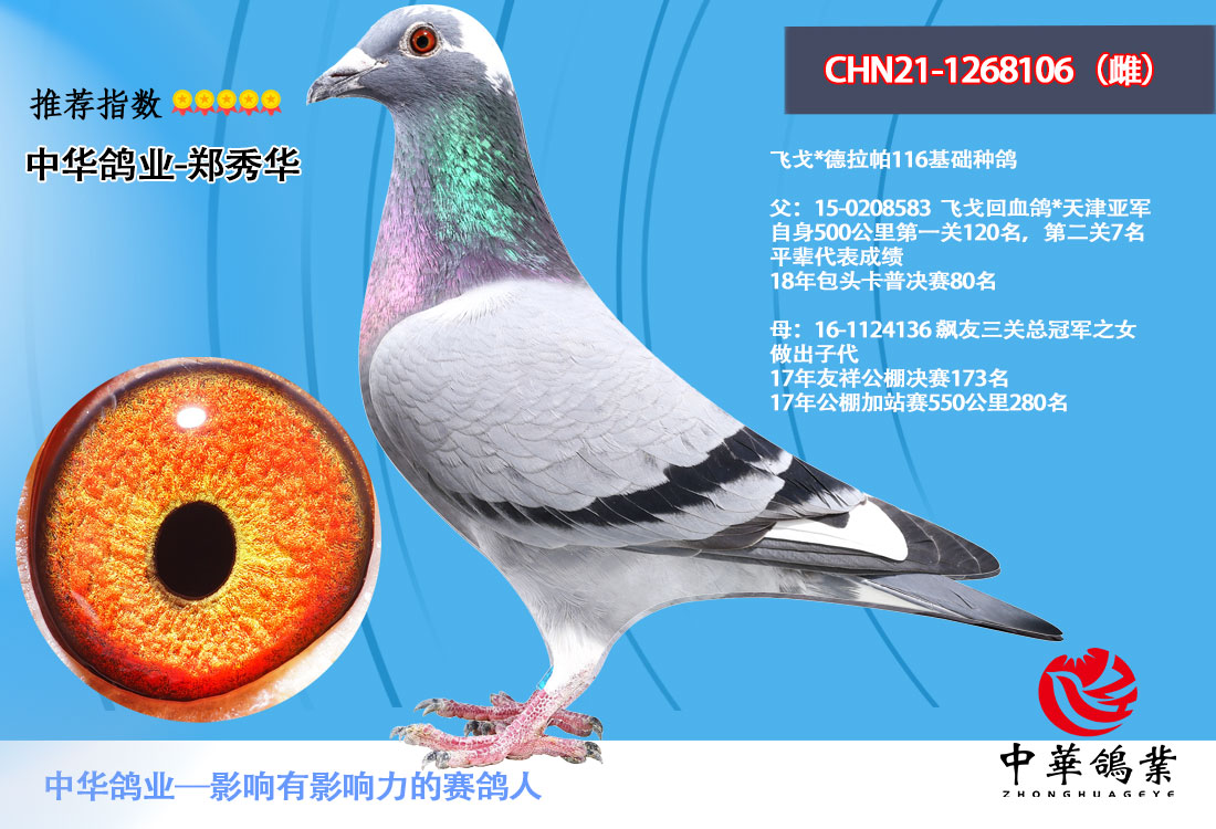 飙友三关鸽王总冠军之女21-1268106-信鸽在线拍卖平台-中国信鸽信息网