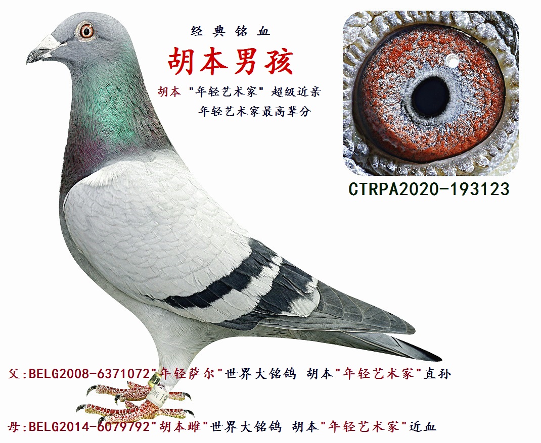 胡本123-信鸽在线拍卖平台-中国信鸽信息网