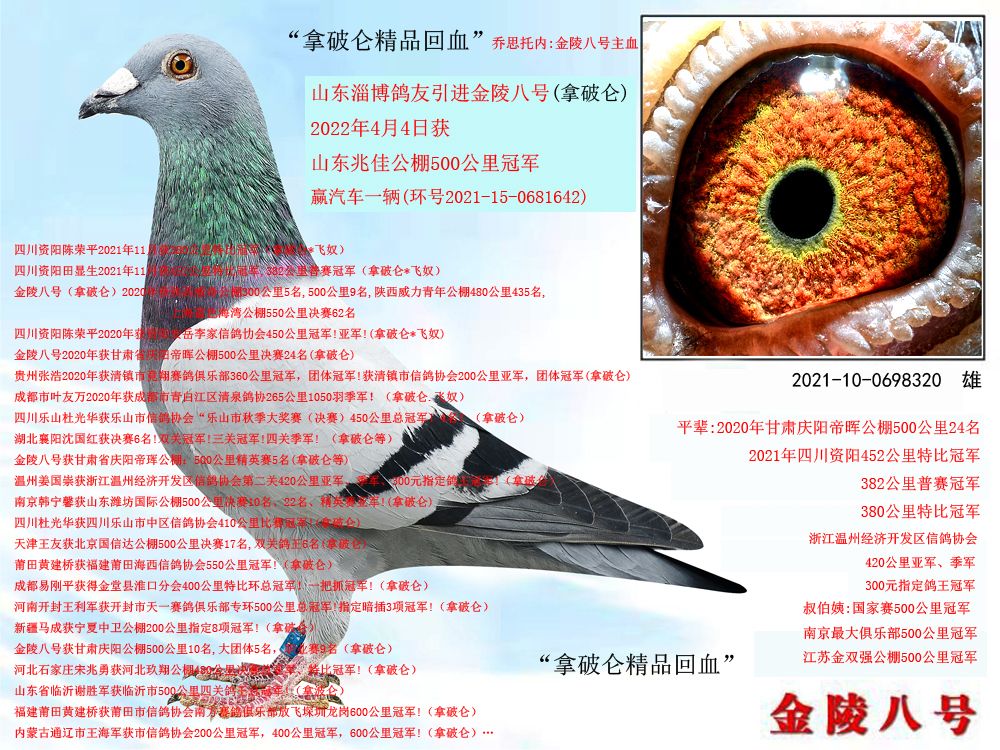 金陵八号鸽业 - 中信网铭鸽展厅 www.ag188.com