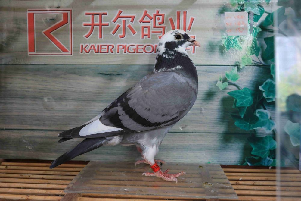 唐山开尔鸽业 - 中信网铭鸽展厅 www.ag188.com