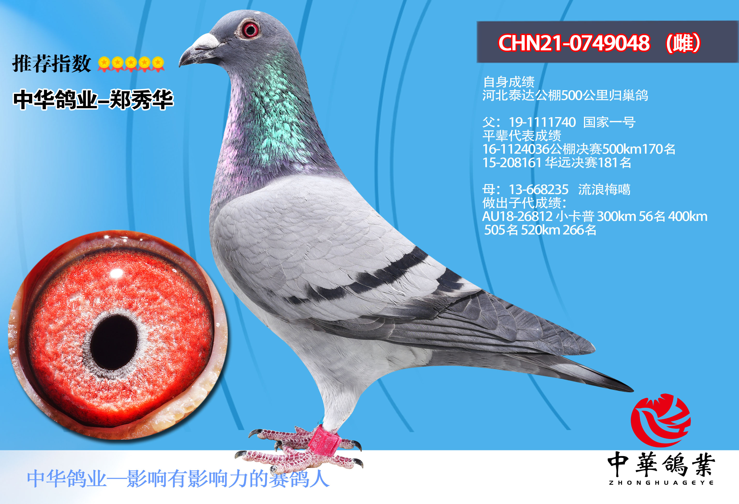 国家一号21-0740048-信鸽在线拍卖平台-中国信鸽信息网