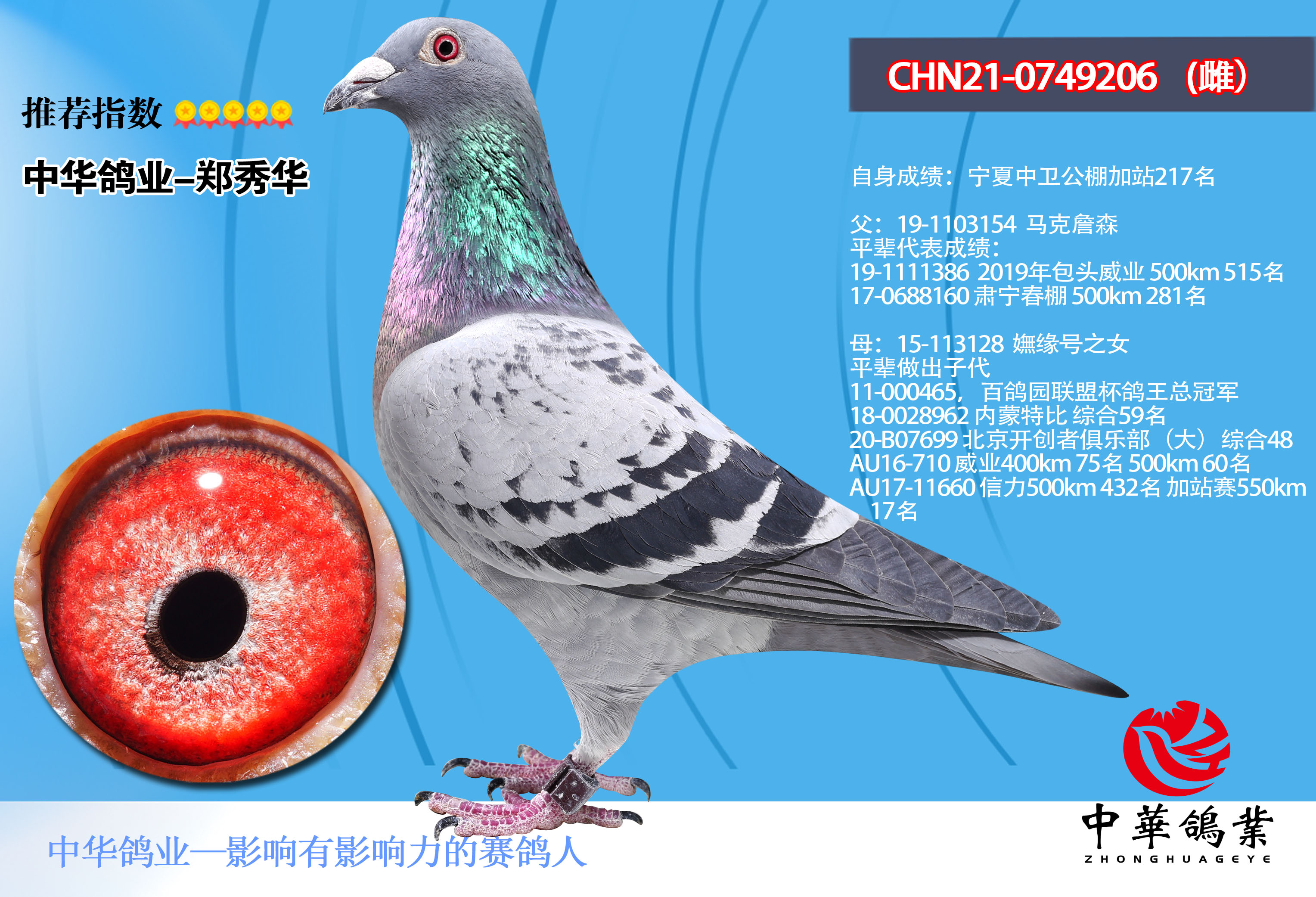 马克詹森配妩缘号之女21-0749206-信鸽在线拍卖平台-中国信鸽信息网