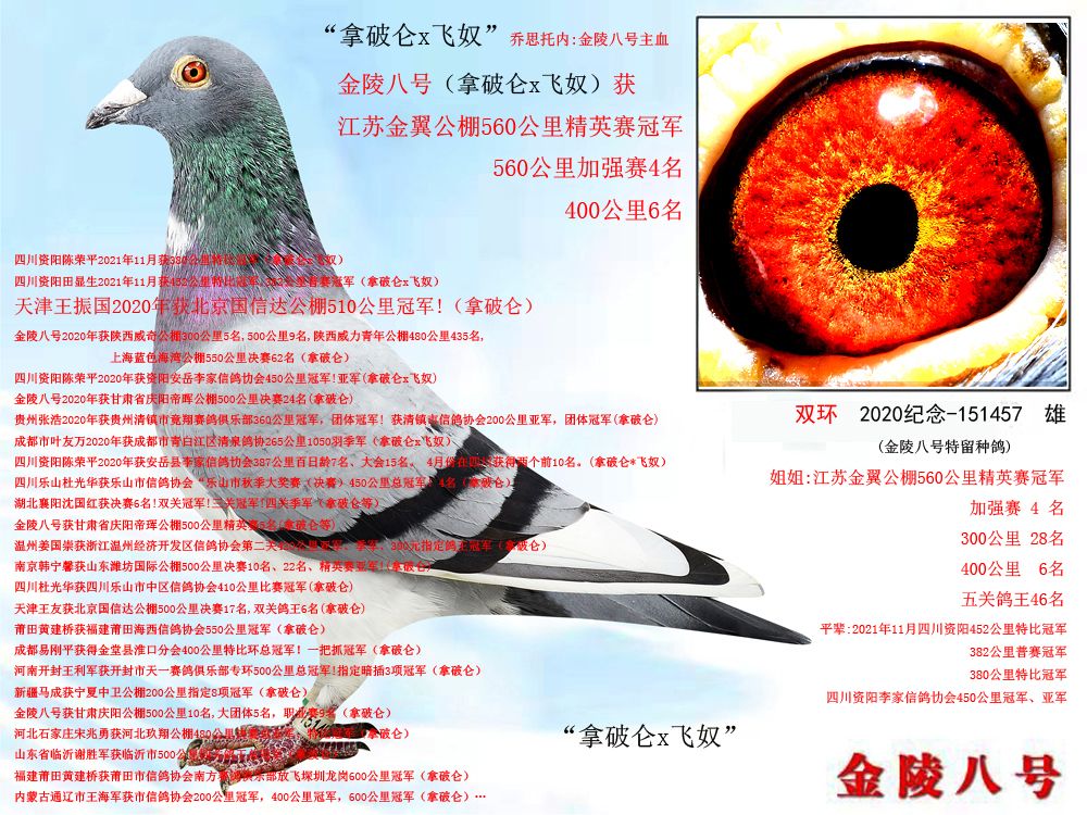 金陵八号鸽业 - 中信网铭鸽展厅 www.ag188.com