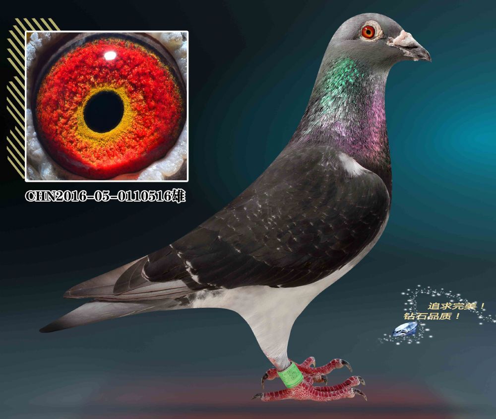 信鸽在线拍卖平台 - 中国信鸽信息网