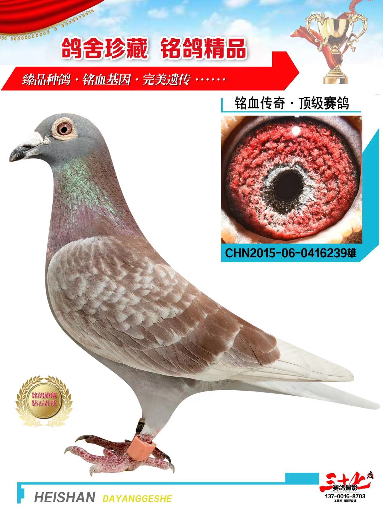 信鸽在线拍卖平台 - 中国信鸽信息网