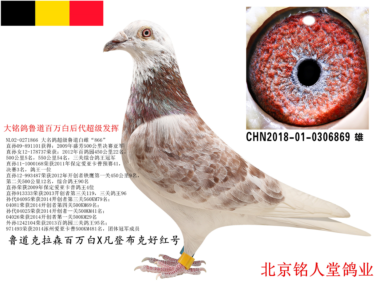 信鸽在线拍卖平台 - 中国信鸽信息网