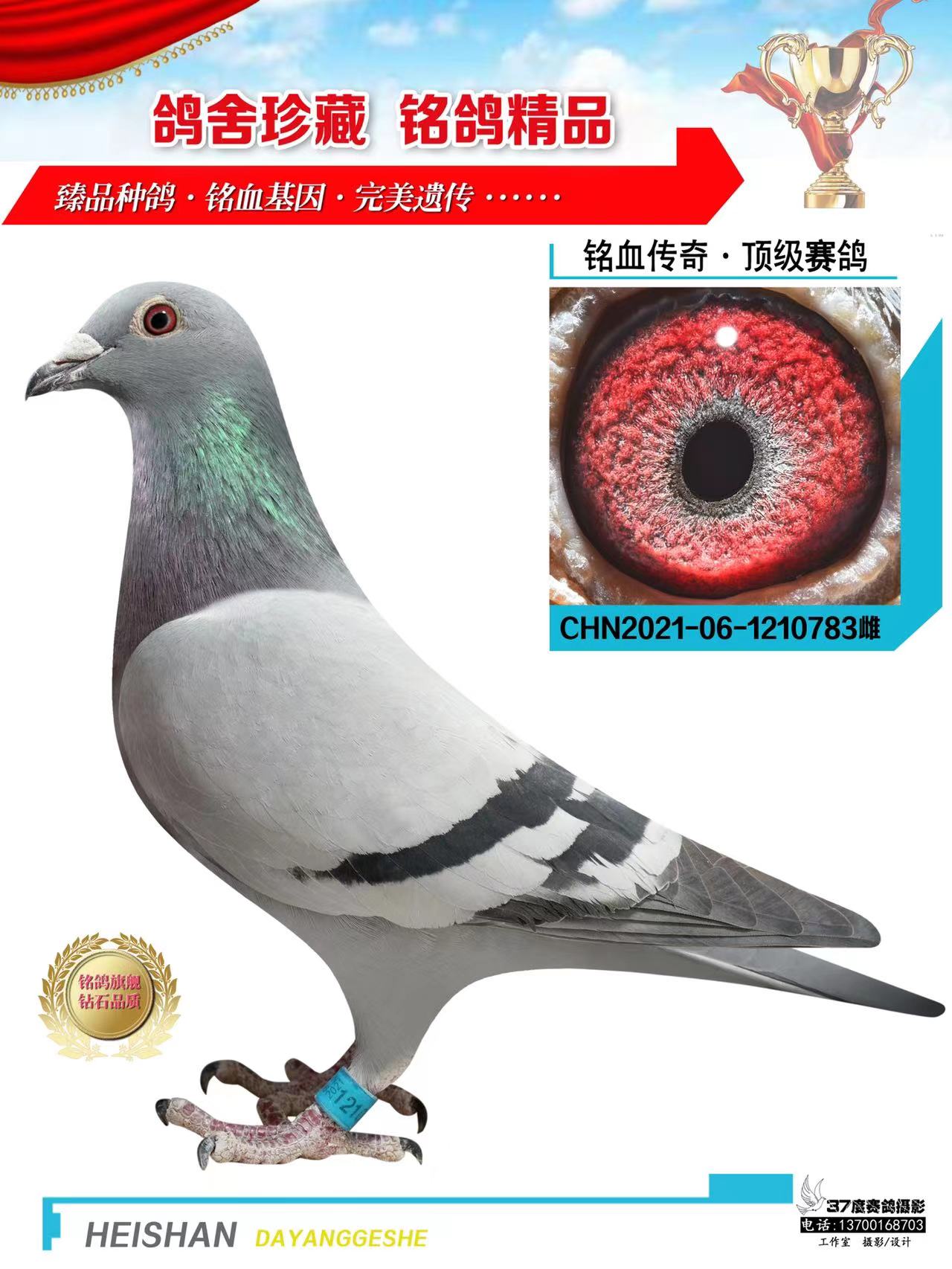 信鸽在线拍卖平台 - 中国信鸽信息网