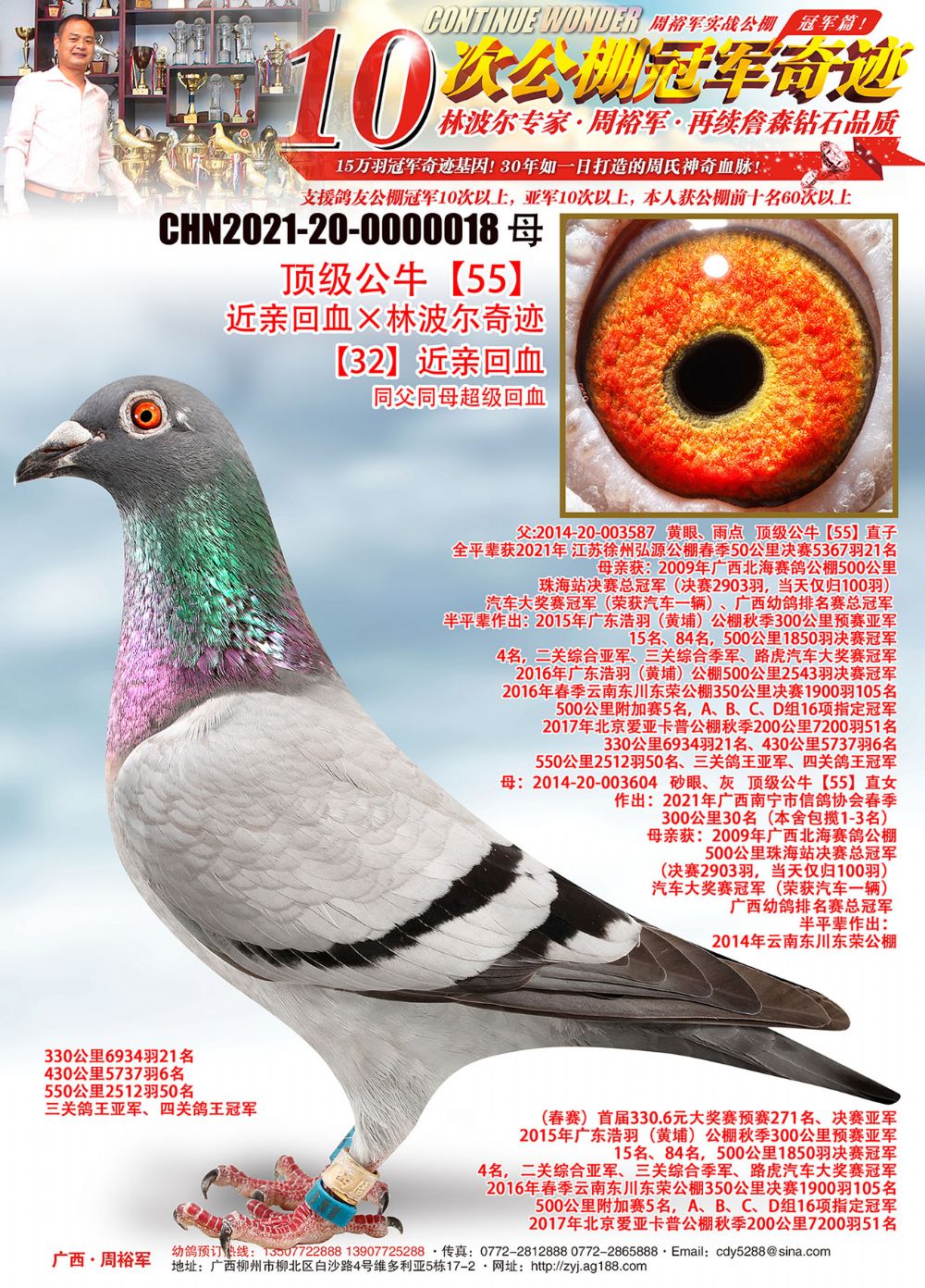 广西周裕军 - 中信网铭鸽展厅