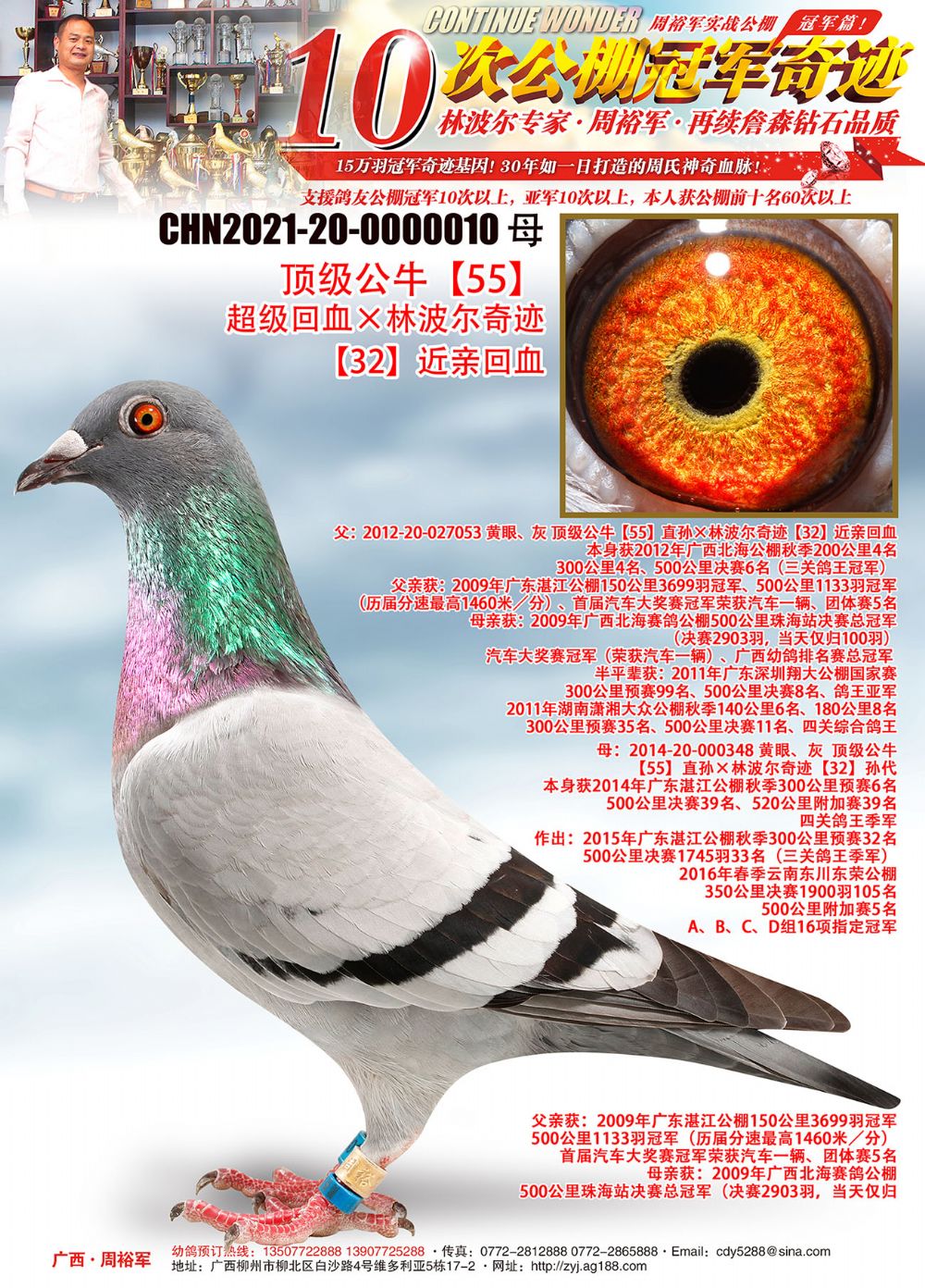 广西周裕军 - 中信网铭鸽展厅