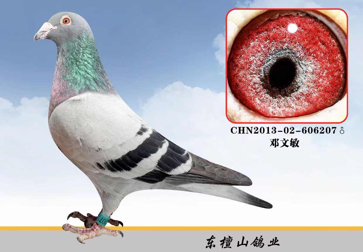 邓文敏原舍雄鸽在本舍作育正常无血统书介意勿拍
