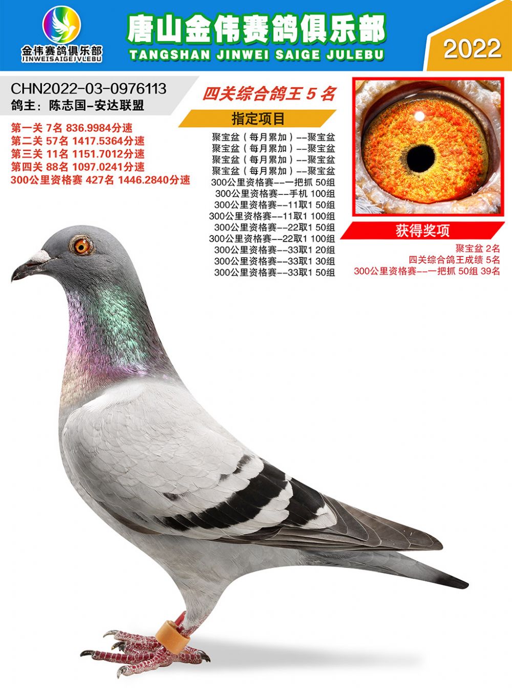 信鸽在线拍卖平台 - 中国信鸽信息网