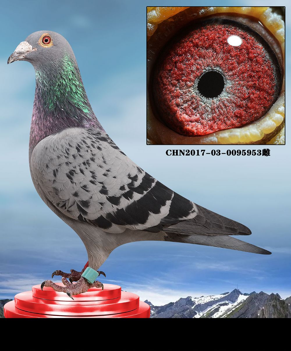 公棚实战--王臣金牌汤姆多重近亲