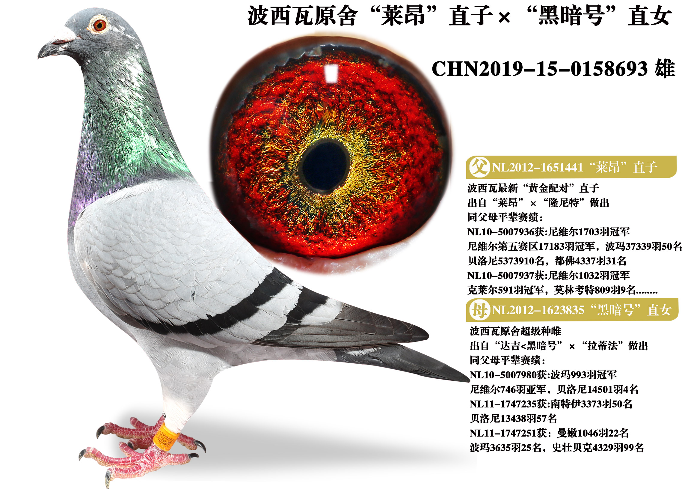 山东志方鸽业 - 中信网铭鸽展厅