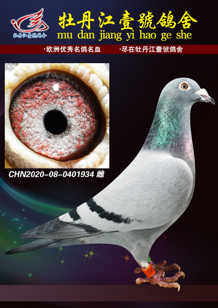 信鸽在线拍卖平台 - 中国信鸽信息网