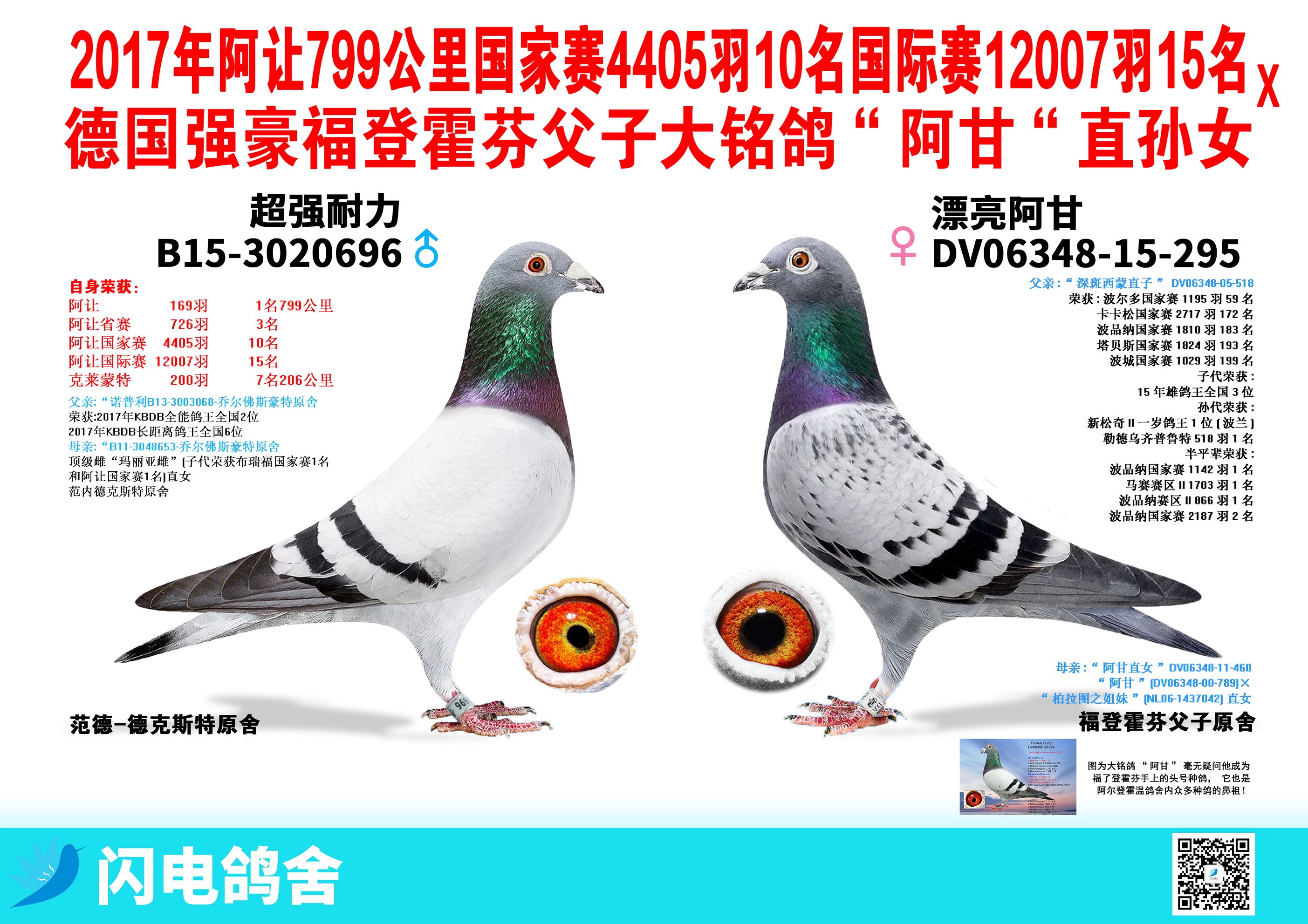 1330653 信鸽在线拍卖平台 - 中国信鸽信息网