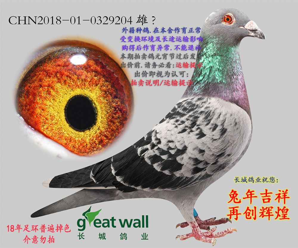 长城鸽业 - 中信网铭鸽展厅