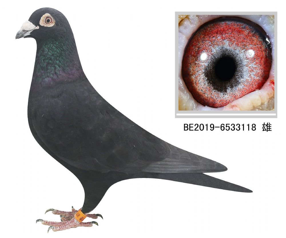 信鸽在线拍卖平台 - 中国信鸽信息网