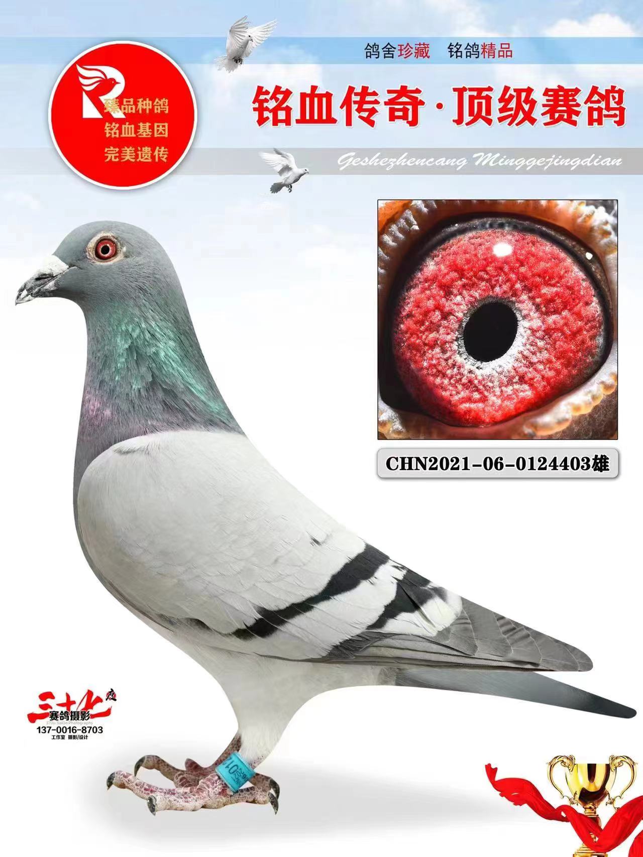 信鸽在线拍卖平台 - 中国信鸽信息网