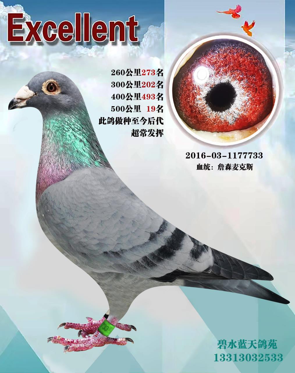 信鸽在线拍卖平台 - 中国信鸽信息网