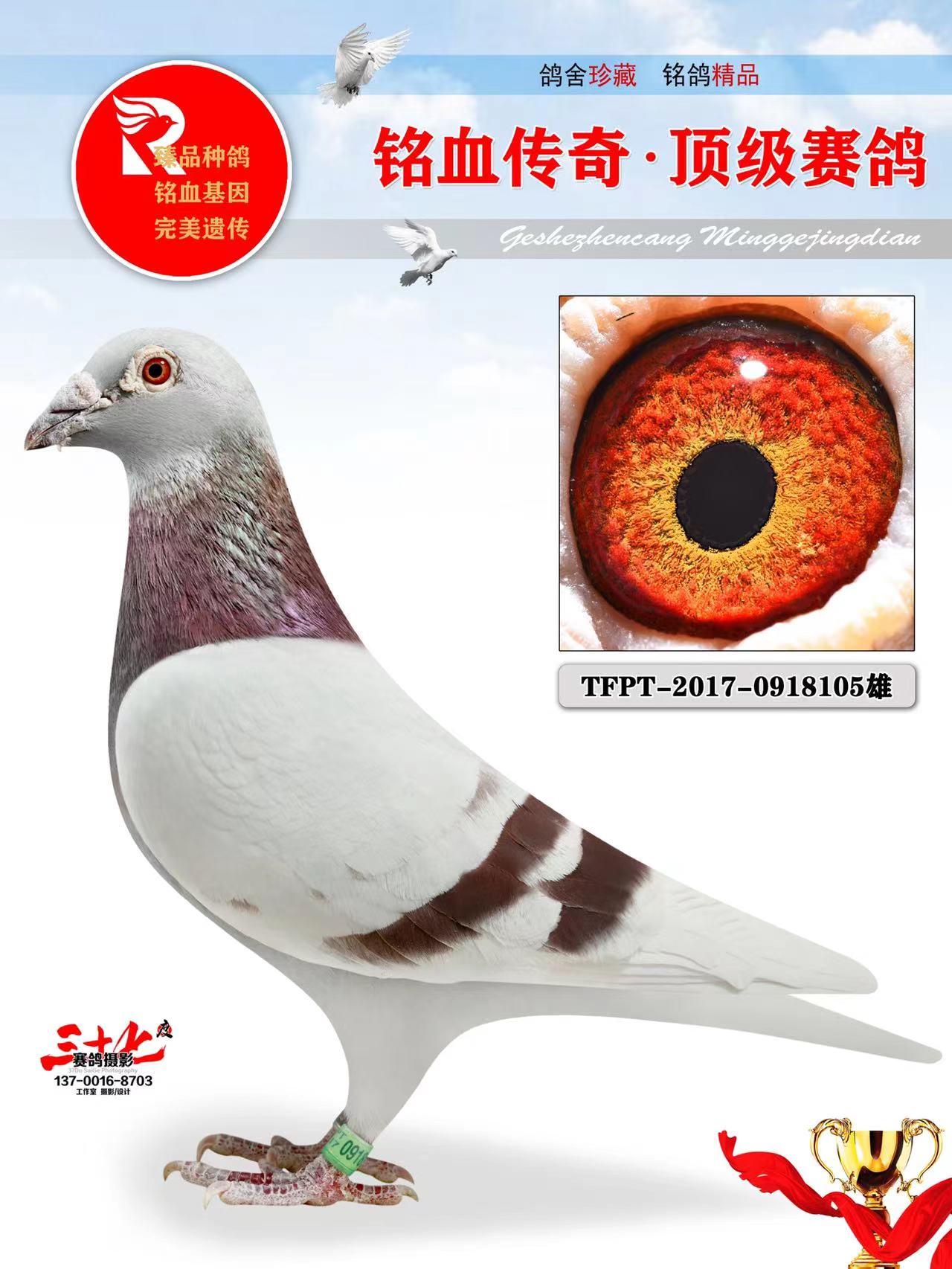 信鸽在线拍卖平台 - 中国信鸽信息网