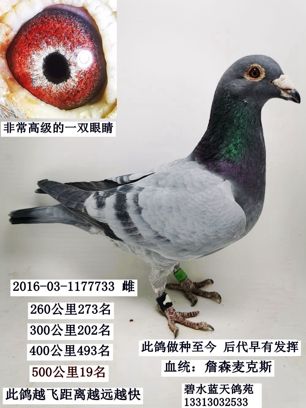 信鸽在线拍卖平台 - 中国信鸽信息网