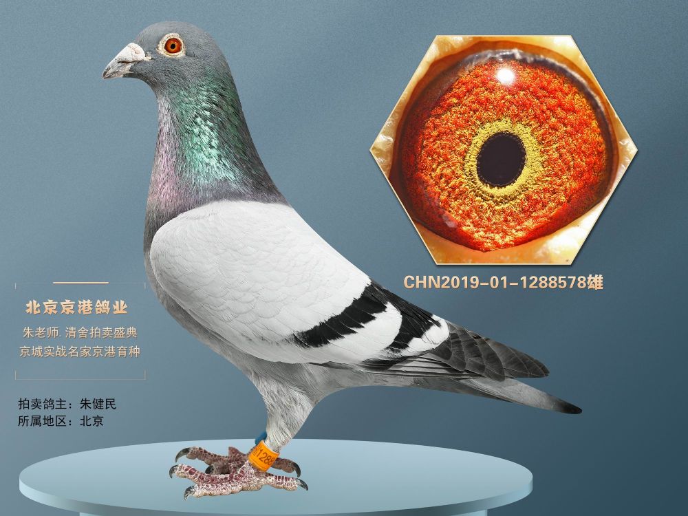 信鸽在线拍卖平台 - 中国信鸽信息网