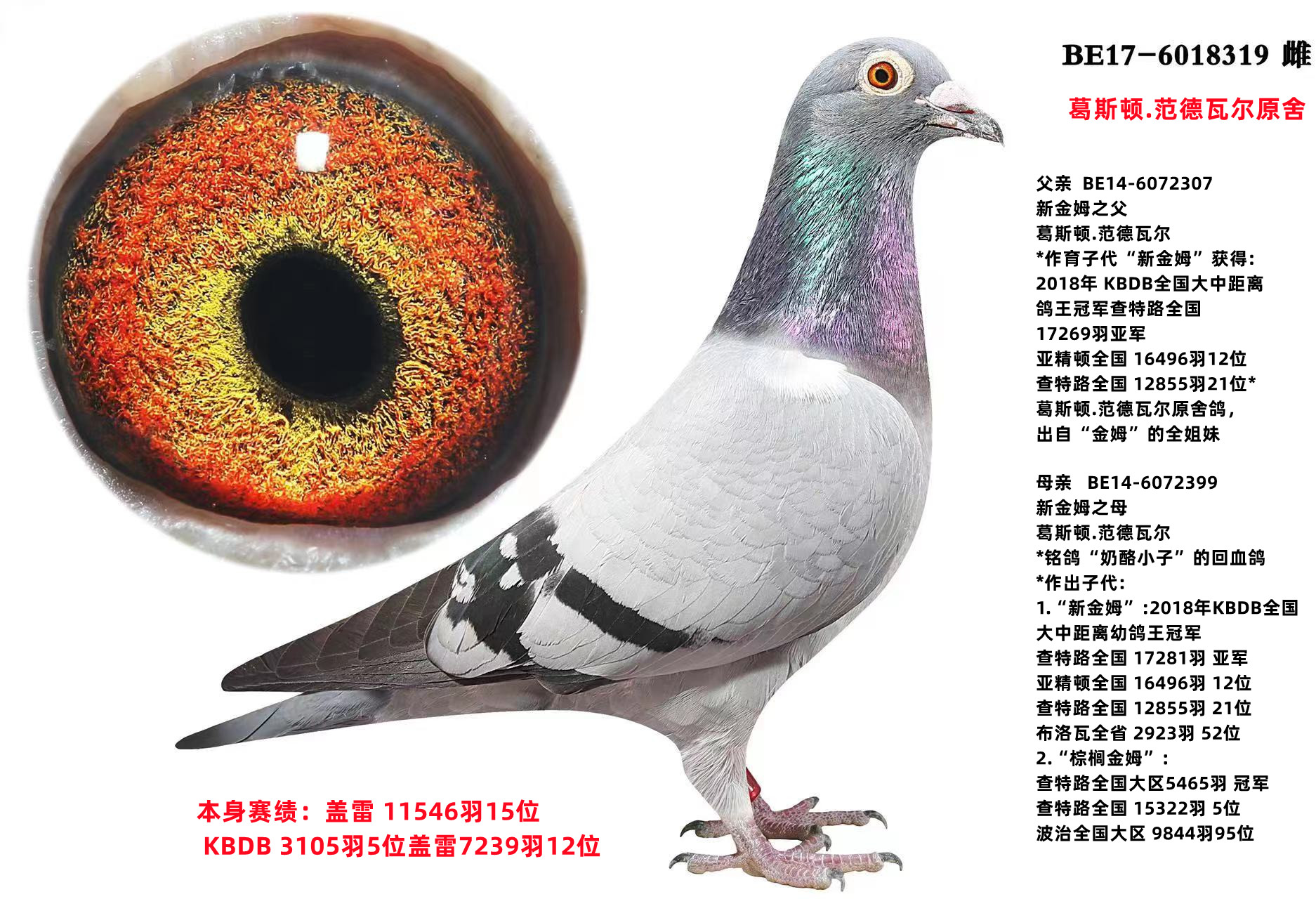 信鸽在线拍卖平台 - 中国信鸽信息网