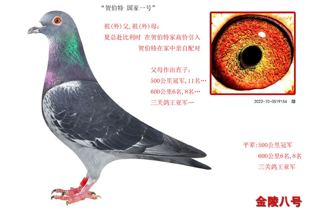 金陵八号鸽业 - 中信网铭鸽展厅