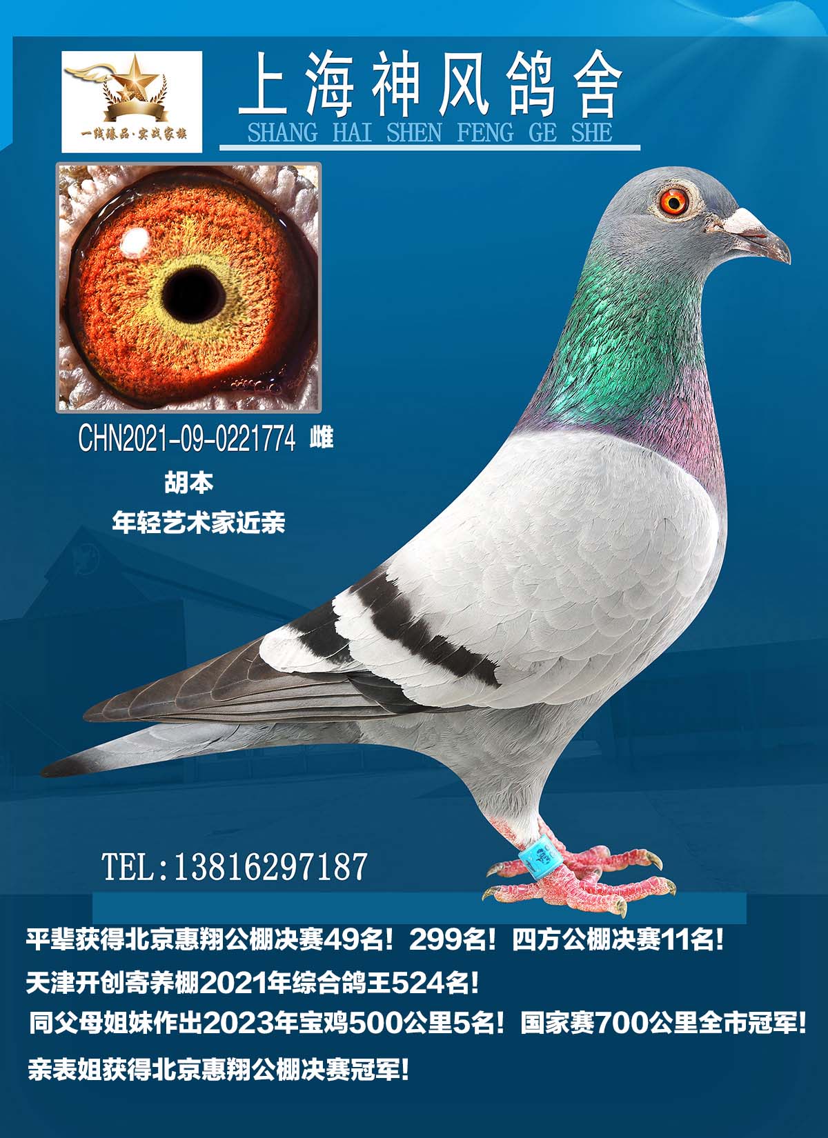 上海神风鸽舍 - 中信网铭鸽展厅
