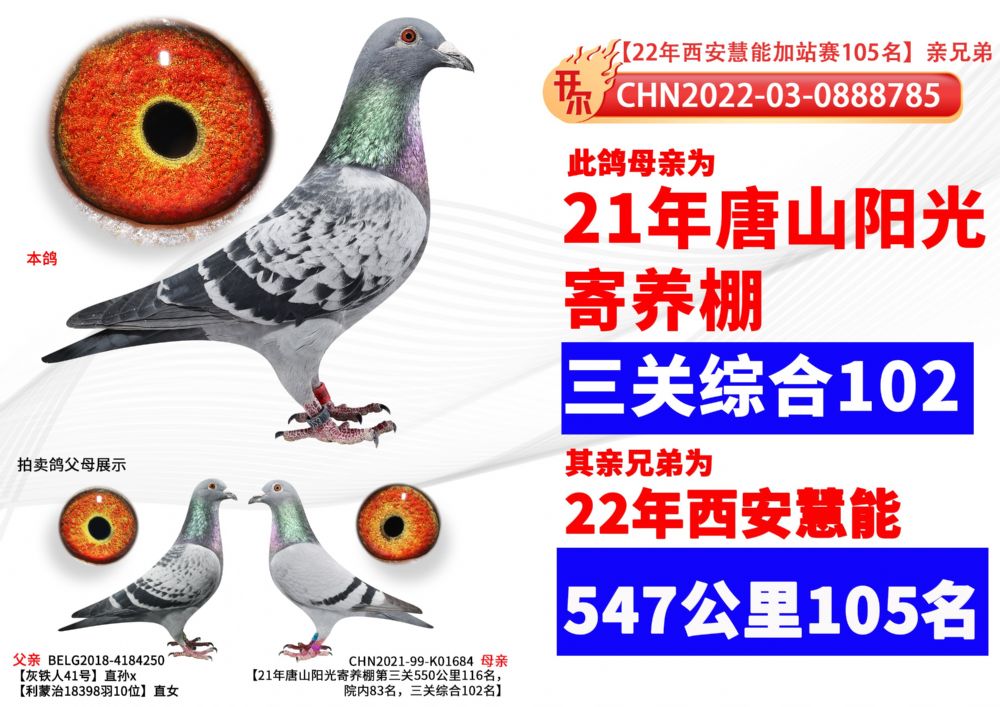 开尔鸽业 - 中信网铭鸽展厅