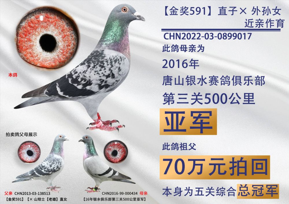 开尔鸽业 - 中信网铭鸽展厅