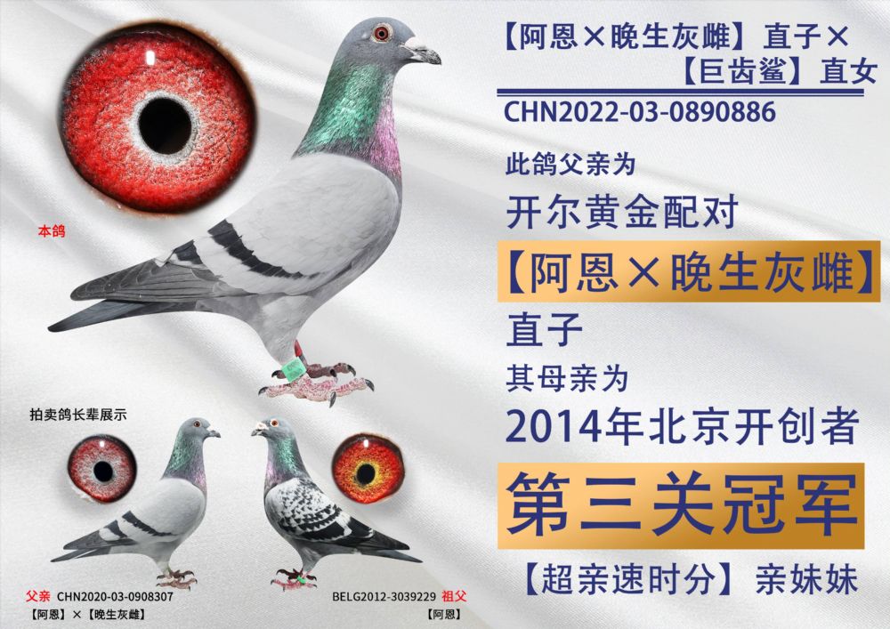 开尔鸽业 - 中信网铭鸽展厅