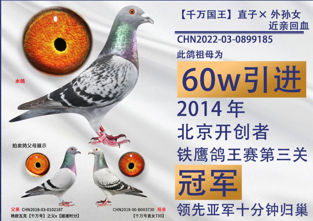 开尔鸽业 - 中信网铭鸽展厅