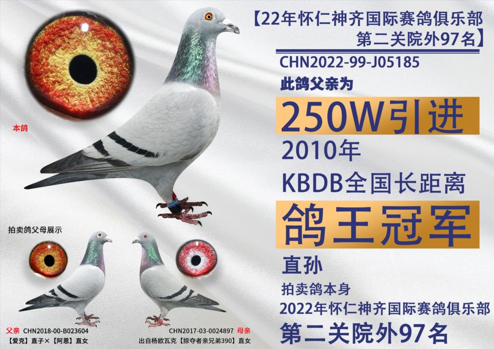 开尔鸽业 - 中信网铭鸽展厅