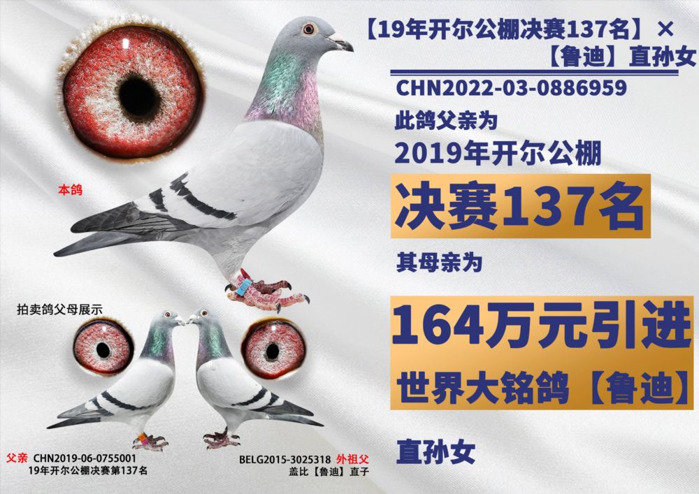 开尔鸽业 - 中信网铭鸽展厅