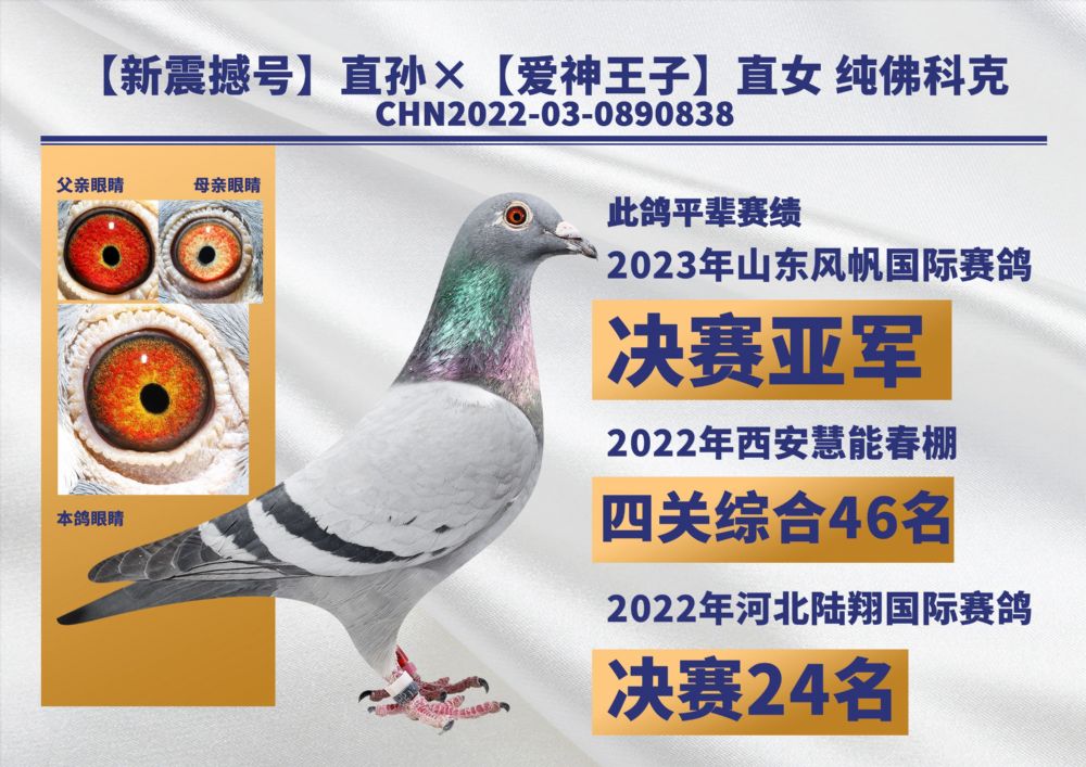 开尔鸽业 - 中信网铭鸽展厅