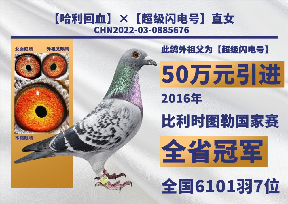 开尔鸽业 - 中信网铭鸽展厅