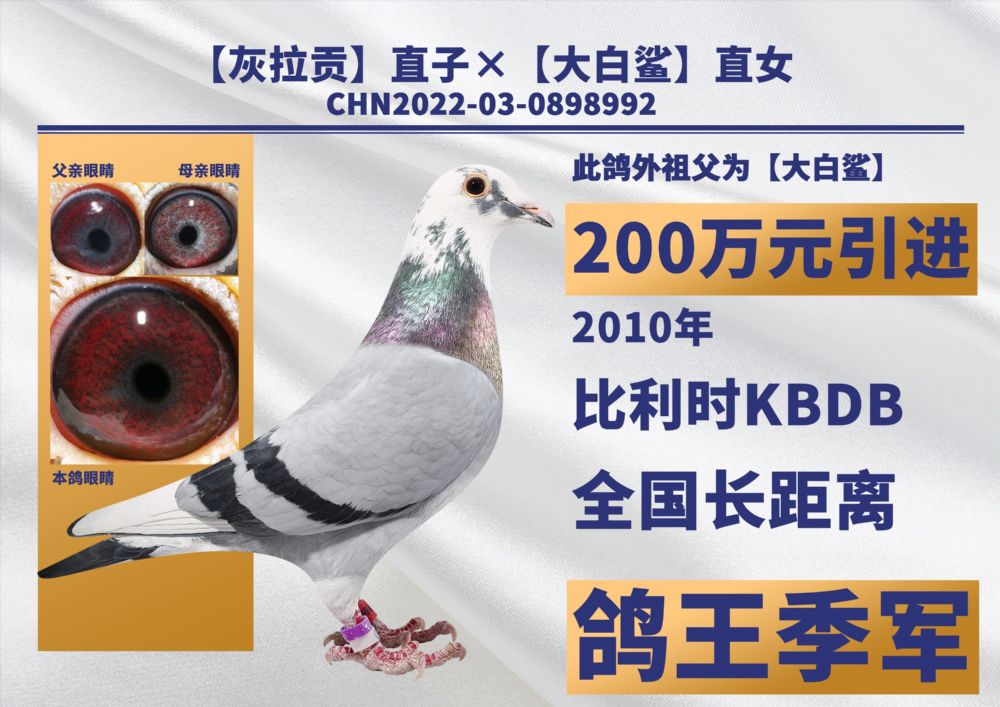 开尔鸽业 - 中信网铭鸽展厅