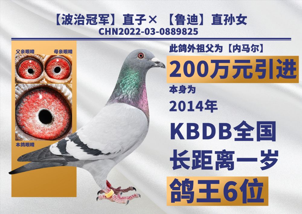 开尔鸽业 - 中信网铭鸽展厅