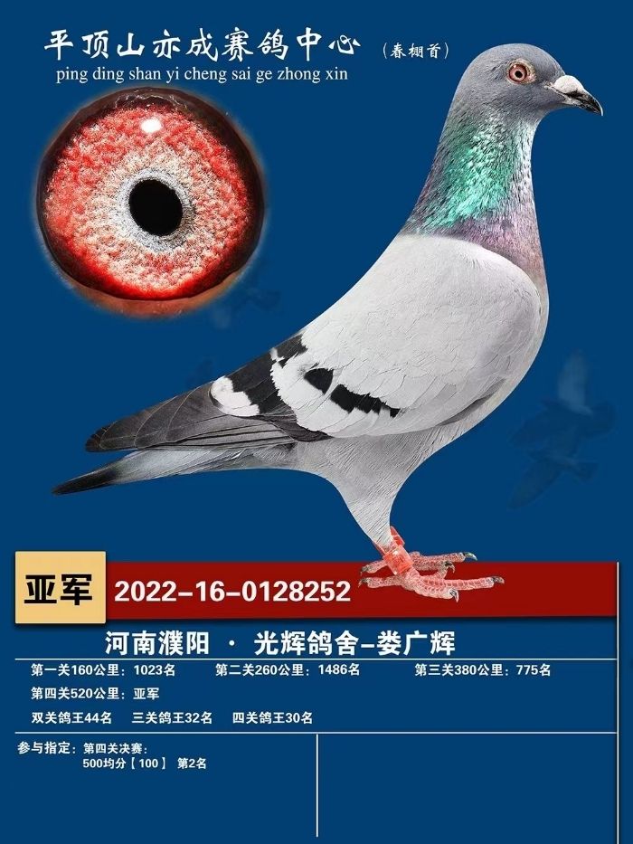 公棚部分获奖鸽展示