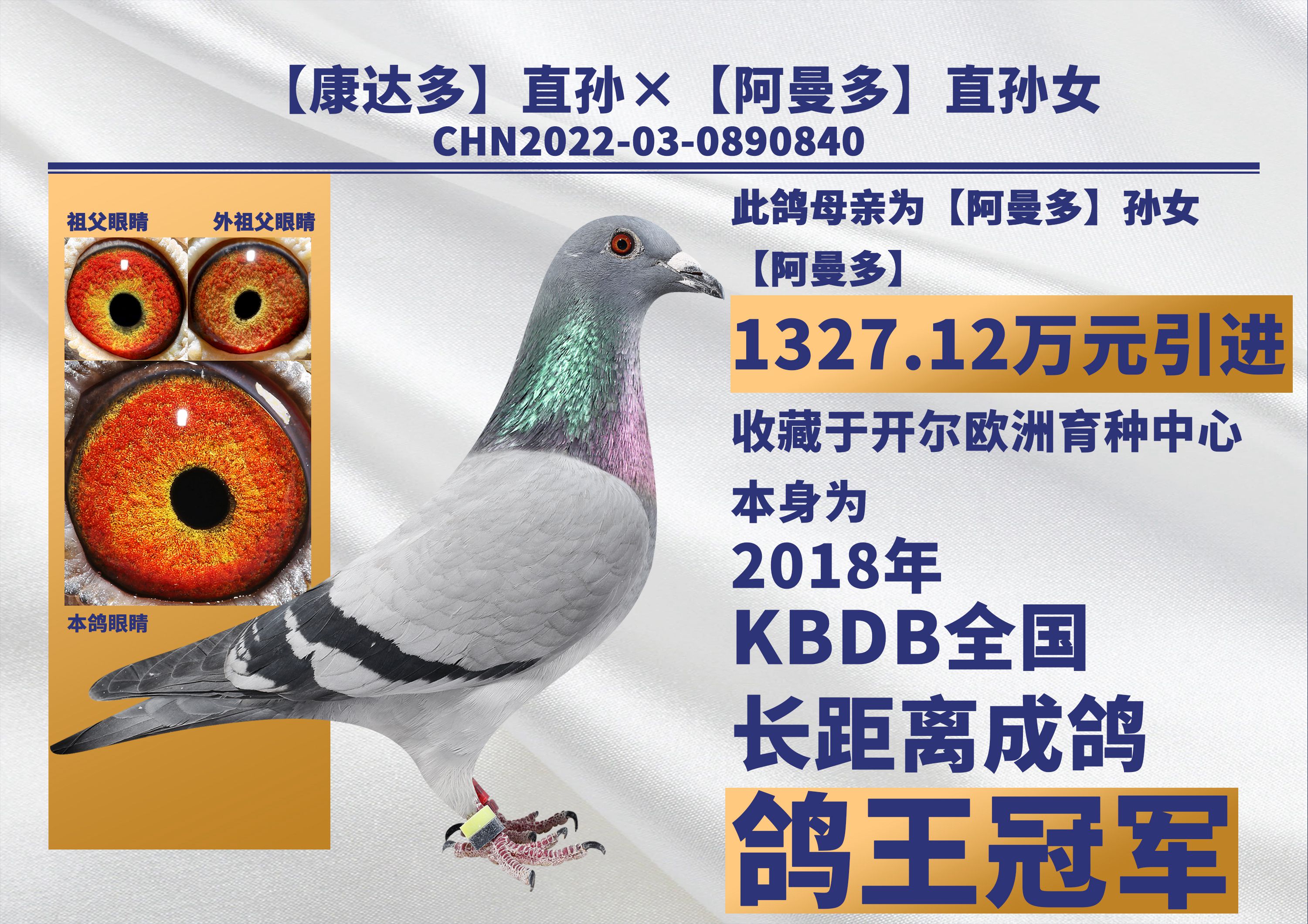 开尔鸽业 - 中信网铭鸽展厅