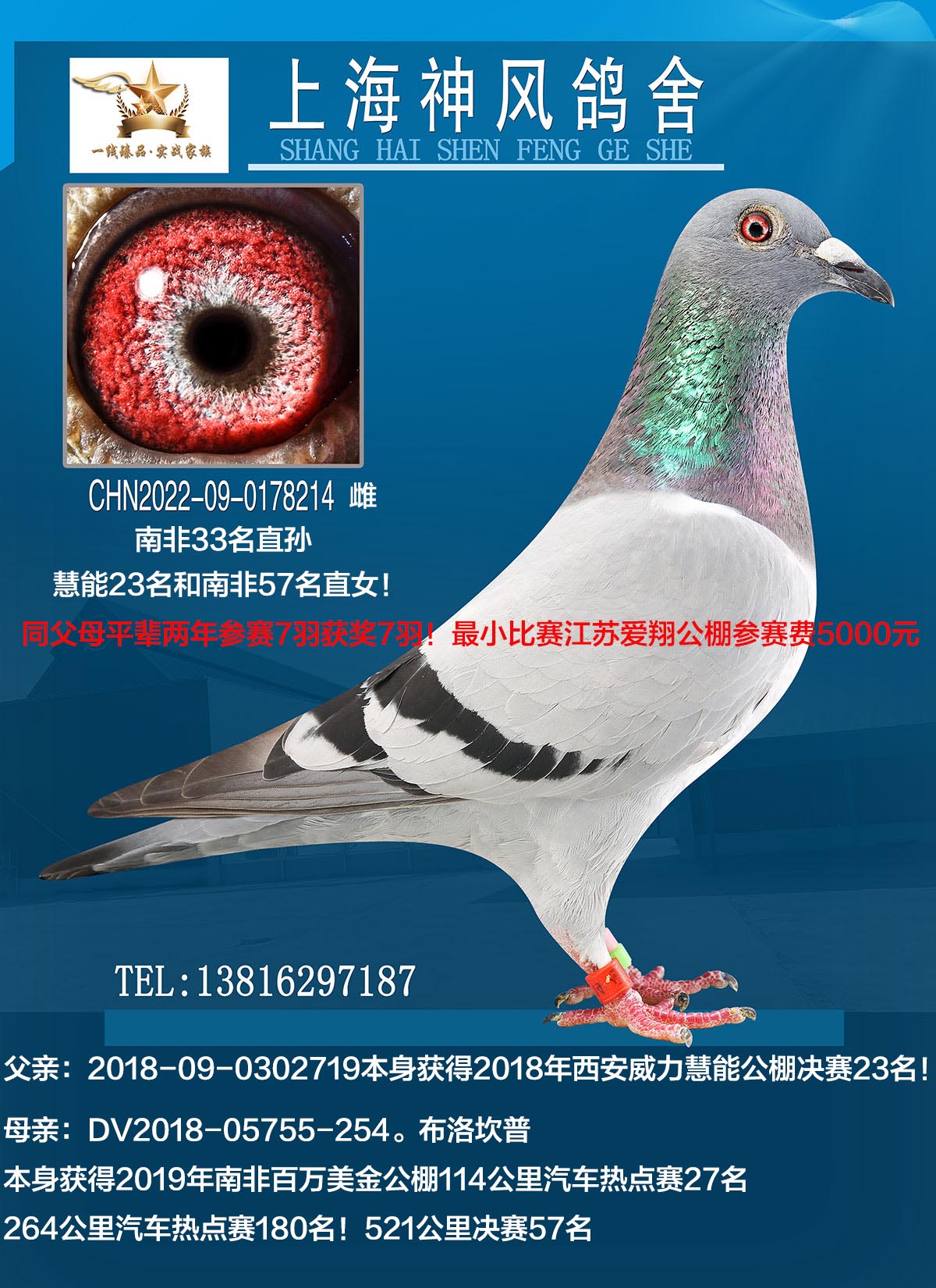 上海神风鸽舍 - 中信网铭鸽展厅