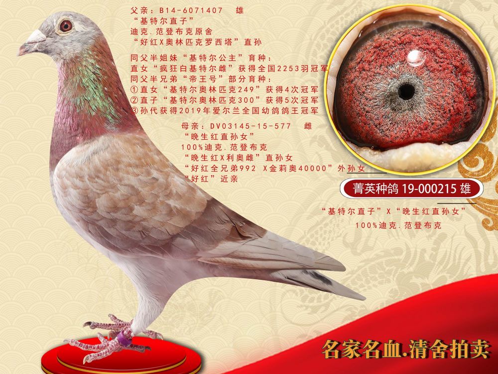 冠飞铭鸽传媒在线拍鸽